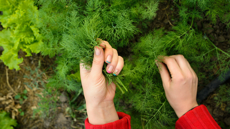picking dill from garden 