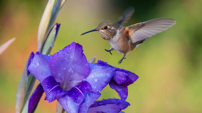 Hummingbird landing on purple iris