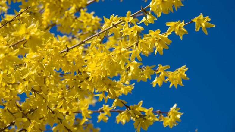 Yellow forsythia flowers