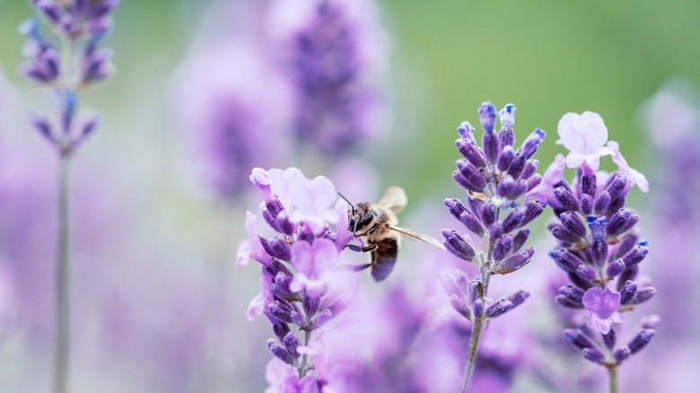 Bee on lavender plant