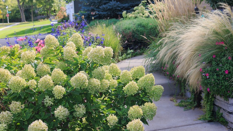 limelight hydrangea in garden