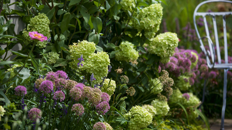 hydrandeas and aliums grown together