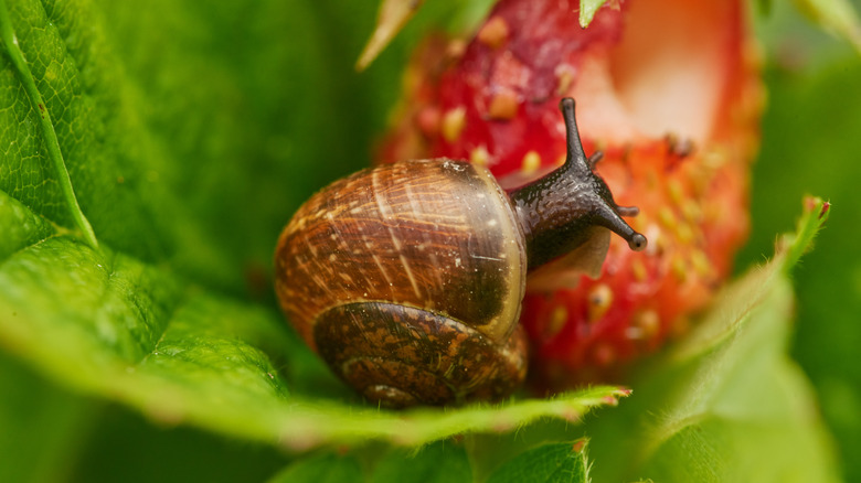 Snail eating strawberry