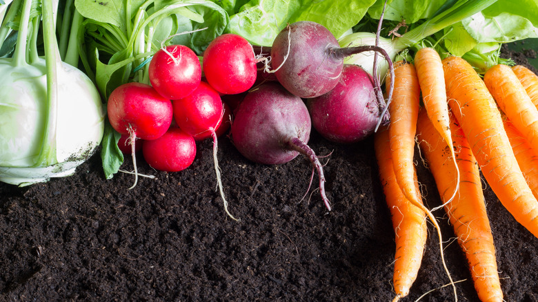 radishes carrots tomatoes