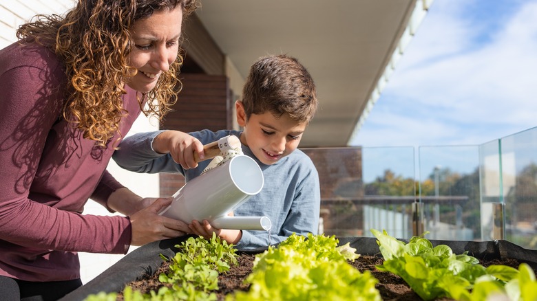 Mother and son water leafy vegetables