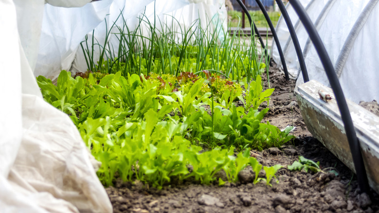 Variety of growing greens under cloth