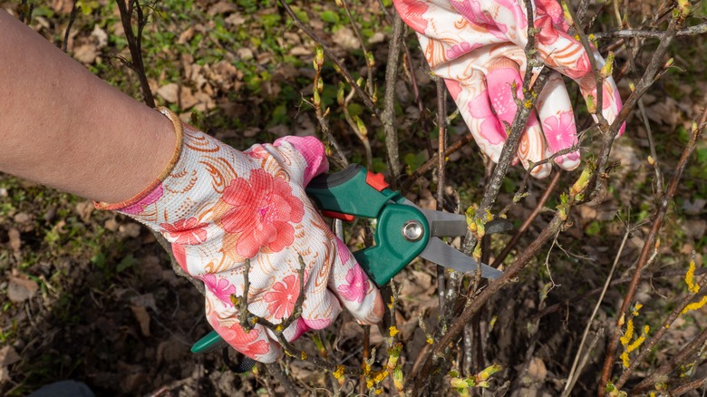 Pruning berry bushes