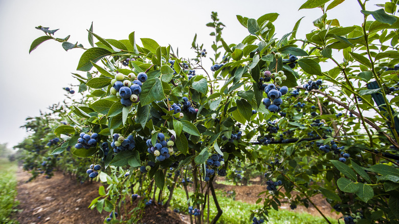 Blueberry bushes