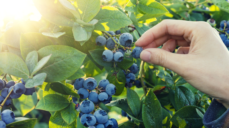 Blueberry picking