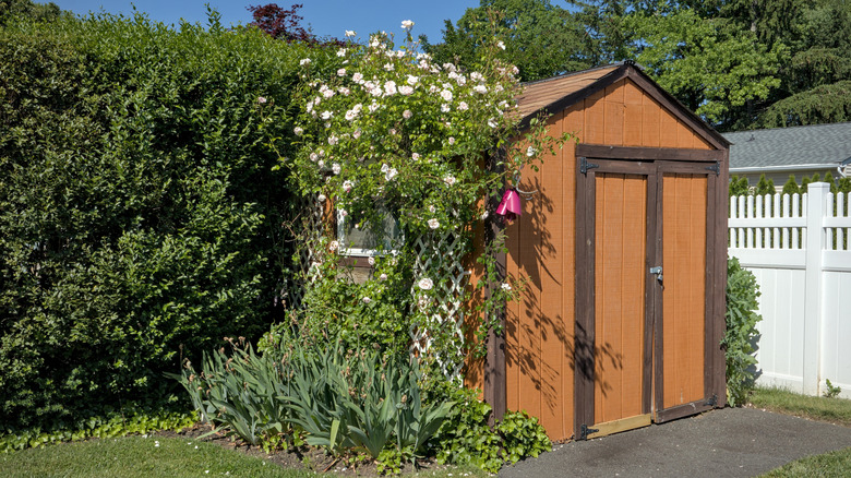 A small outdoor shed with shrubbery on its facade