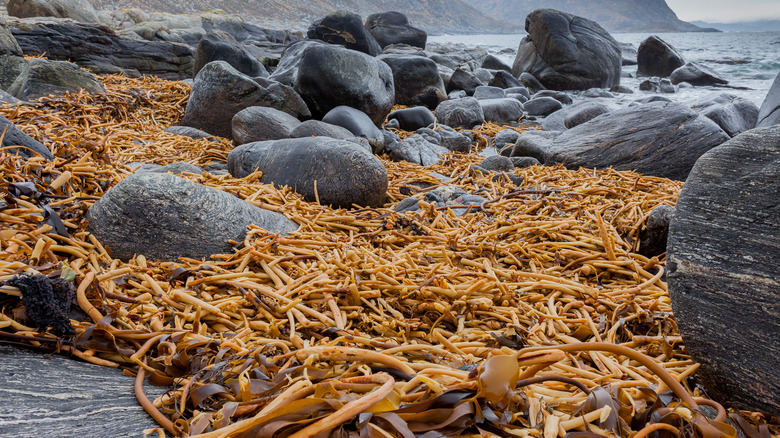 Norwegian kelp on rocky beach