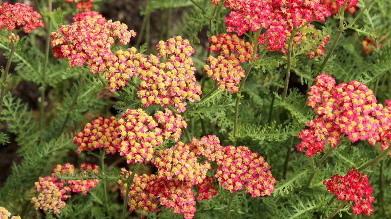 pink yarrow blooms