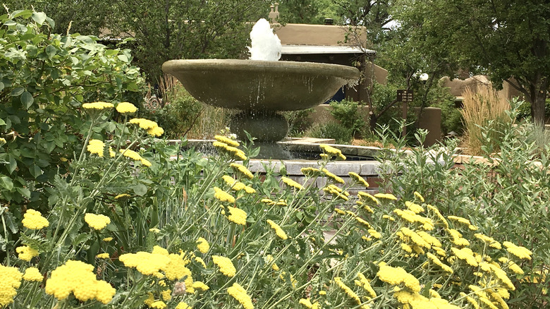 yellow yarrow in garden