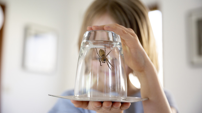 person trapping spider in cup