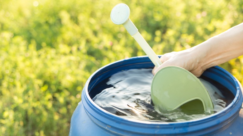 Person scooping rainwater into watering can