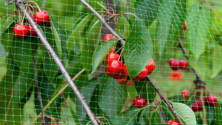 bird netting around plant