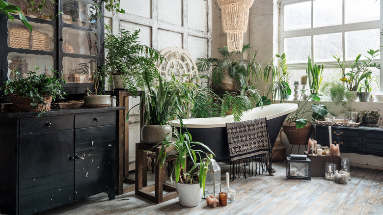 houseplants gathered around bathtub