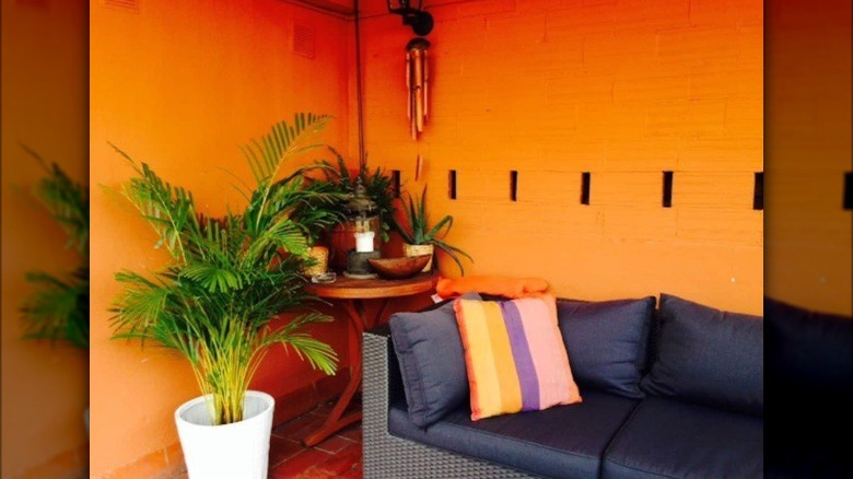 orange walls with fern plant 