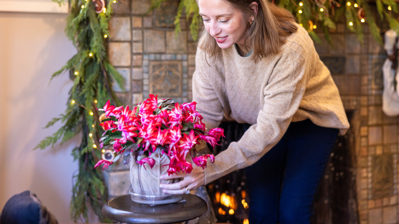 A smiling woman placing a flowering Christmas cactus on a table as part of the holiday decorations