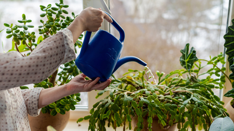 Gardener with a blue watering can tending a holiday cactus