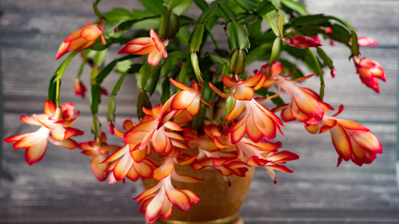 A healthy Christmas cactus full of stunning blooms