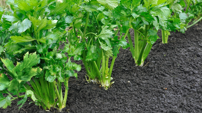 celery plants