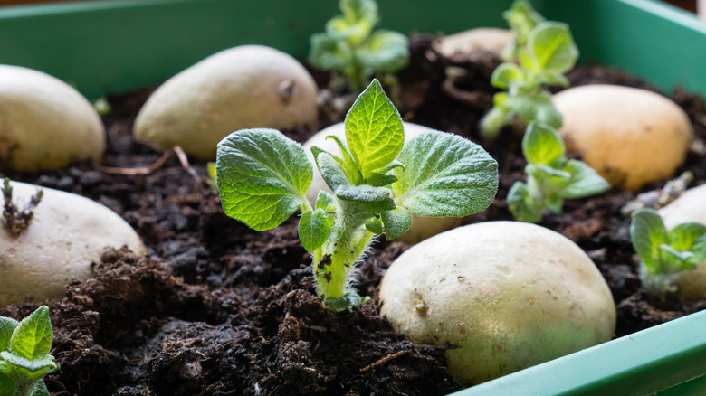 planted potatoes growing