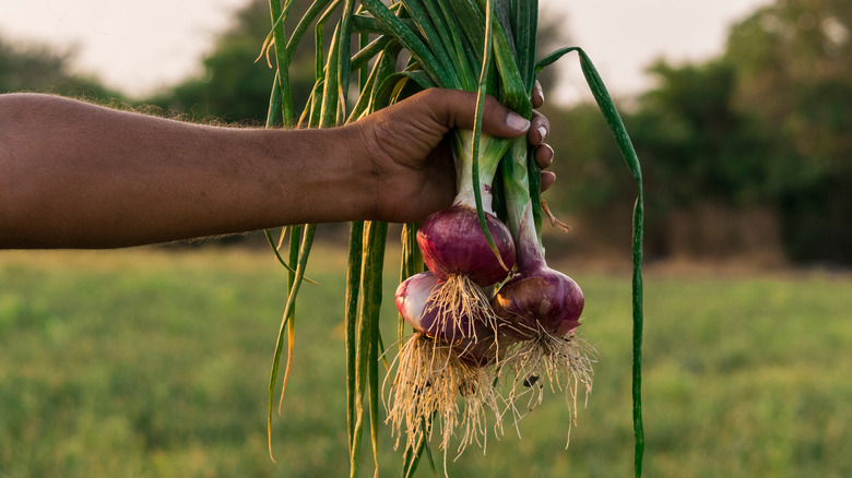 harvested red onions