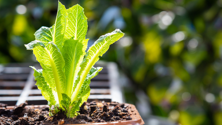 lettuce growing