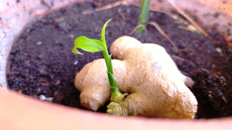 growing ginger