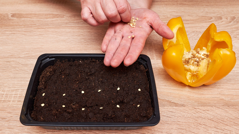 planting pepper seeds