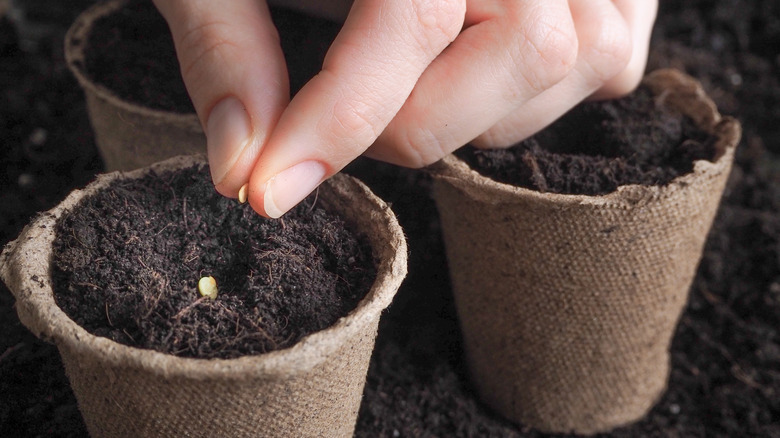 planting tomato seeds