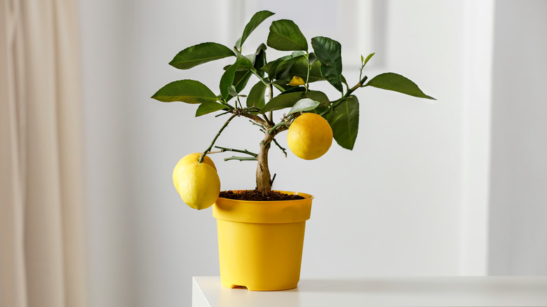 lemon tree