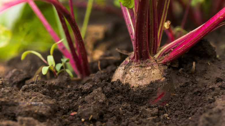 farming beets