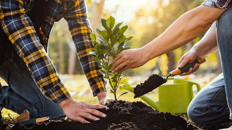 Two people planting a young tree