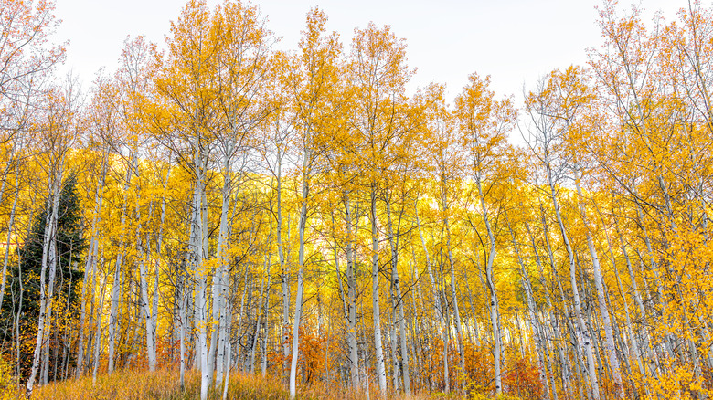 Quaking aspen trees with yellow leaves