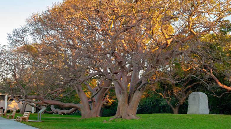 Very large gumbo limbo growing on grassy green area