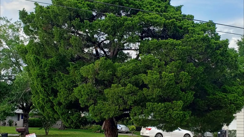 Southern redcedar growing in yard