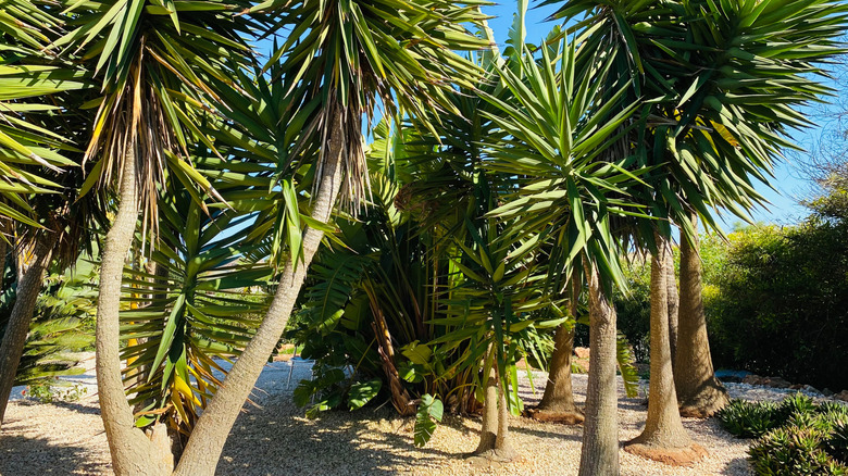 Giant yucca growing on sandy soil