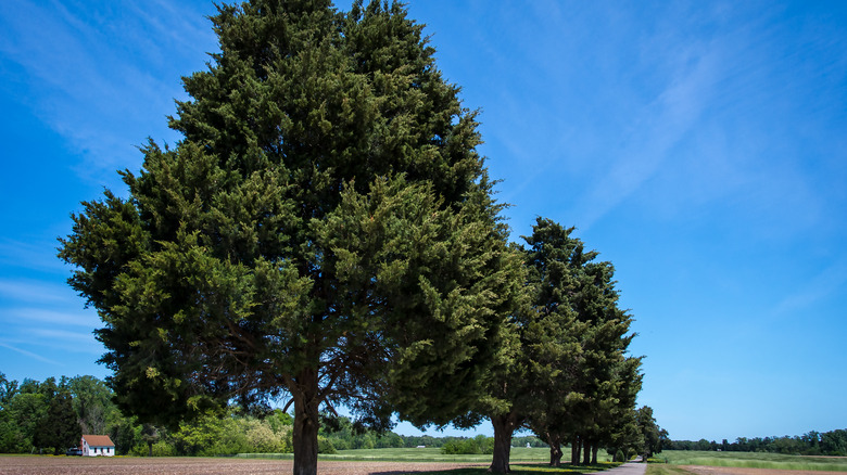 Eastern redcedar with green foliage