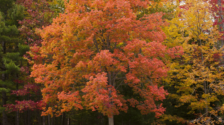 Red maple tree growing in yard