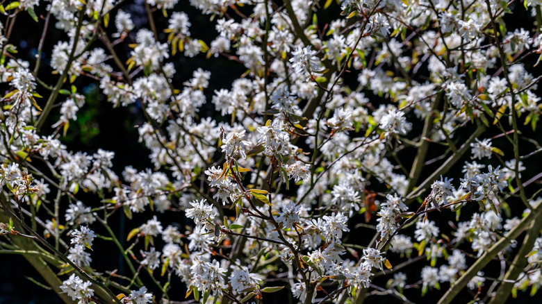 White flowers of downy serviceberry