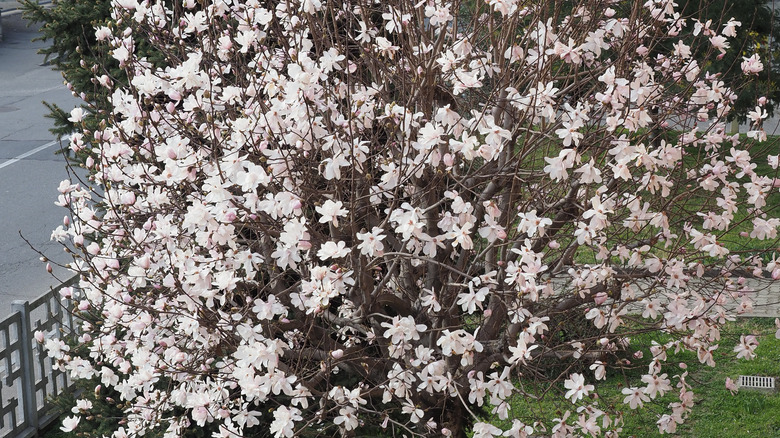 Sweet magnolia tree with white flowers growing in yard