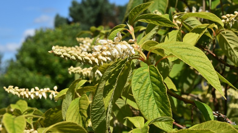 Cinnamon clethra branch with white flowers