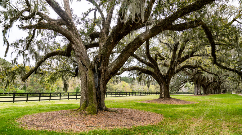 Old sand live oak trees in a park alongside a boulevard