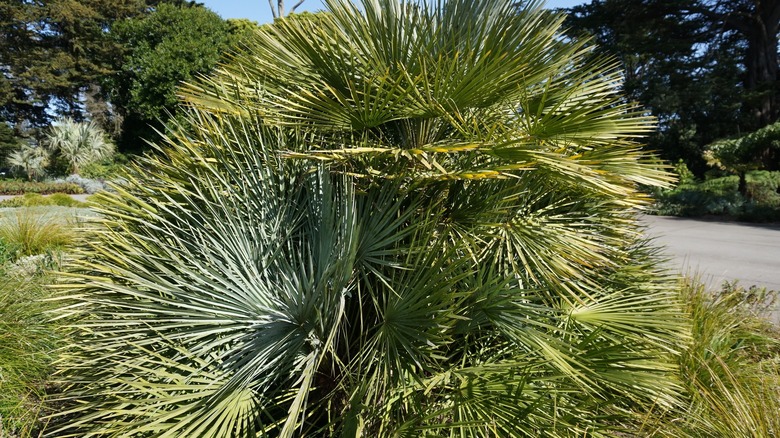 Cabbage palm growing in yard