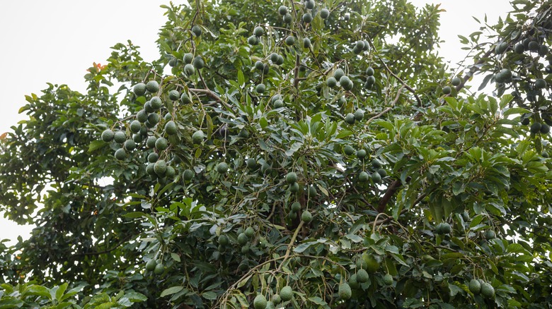 Avocado tree with ripe fruits hanging from its branches