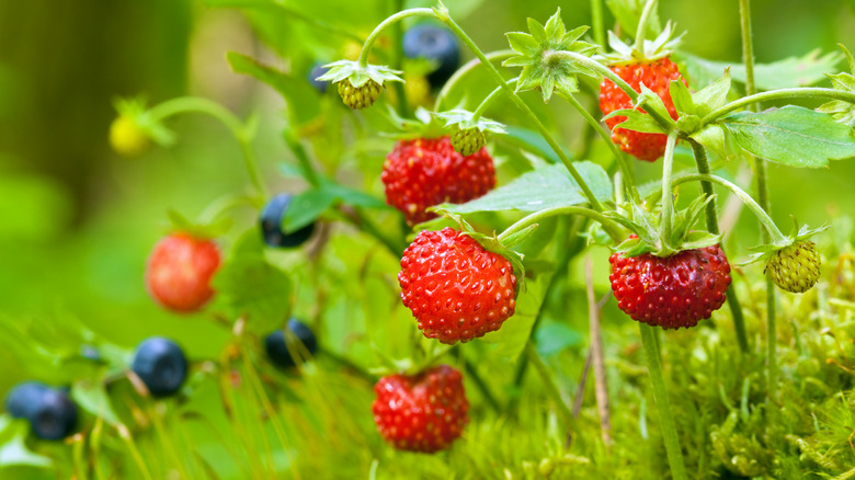 strawberries and blueberries growing