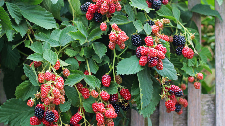 large blackberry bush