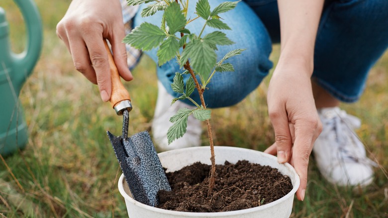 raspberry plant in pot